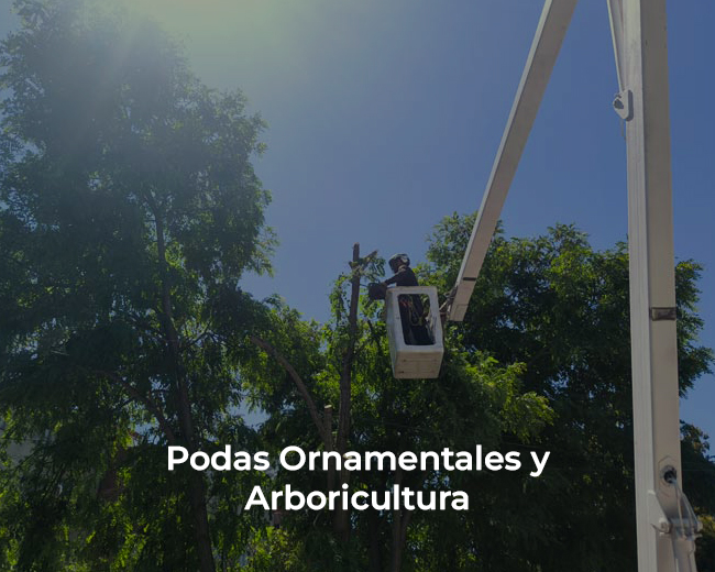 Podas Ornamentales y Arboricultura Impact Green