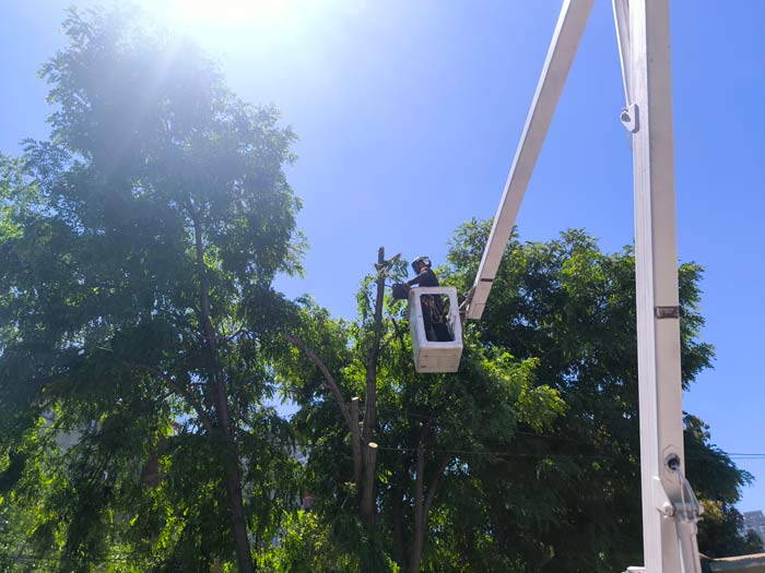 Servicio Podas Ornamentales y Arboricultura