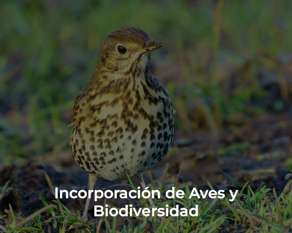 Incorporación de Aves y Biodiversidad Impact Green